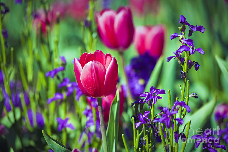 Tulip Flowers Photograph by David Zanzinger