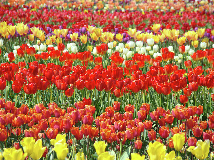 Tulip Flowers Festival Field of Tulips Baslee Photograph by Patti ...