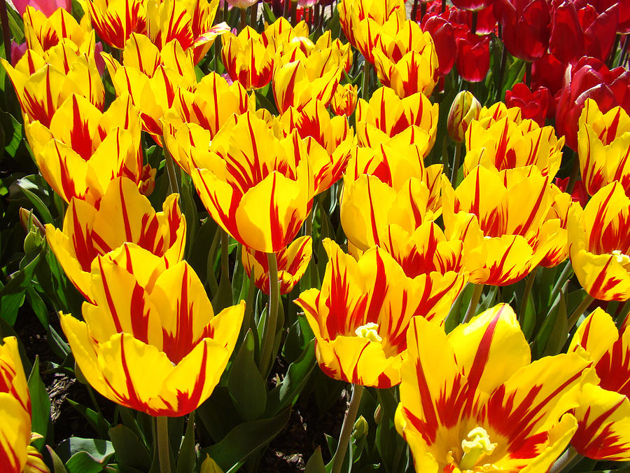 Tulip Flowers Festival Yellow Red art prints Tulips Photograph by Patti ...