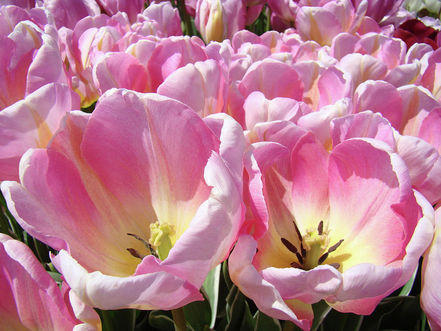 Tulip Photograph - Tulip Flowers Garden art Pink Tulips Baslee Troutman by Patti Baslee