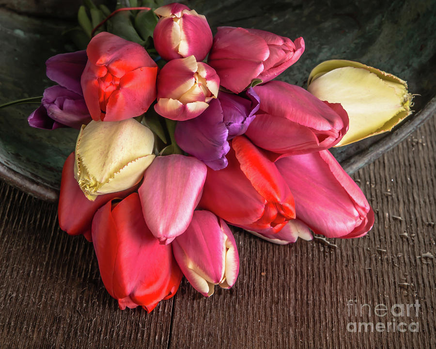 Tulip Flowers Glow Photograph by Edward Fielding
