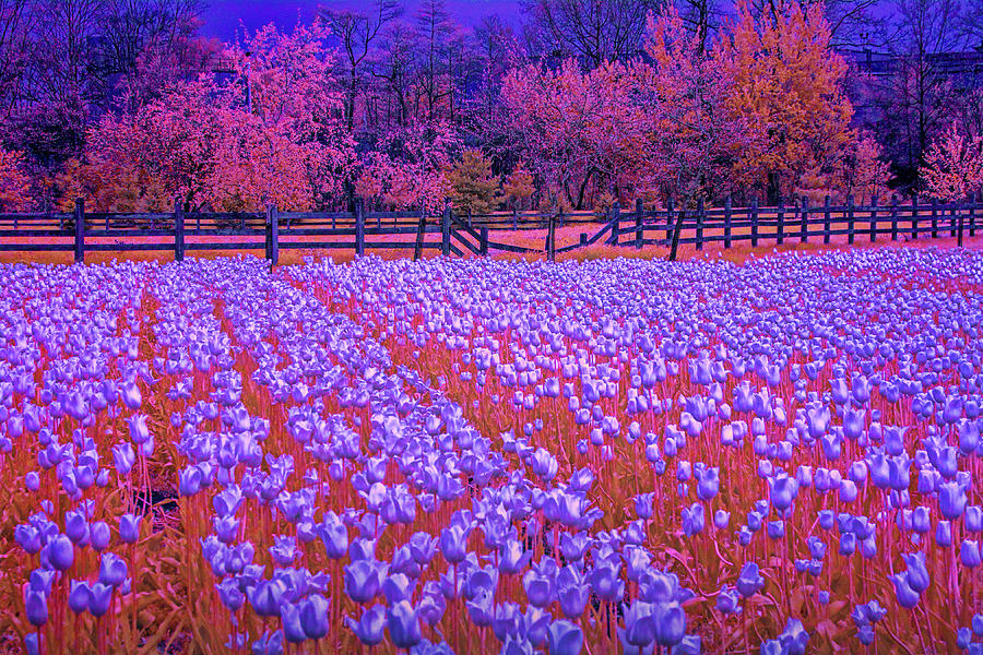Tulip Flowers In Infrared Photograph