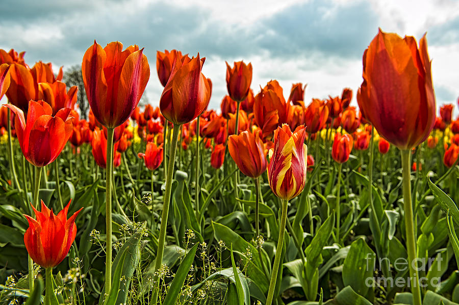 Tulip Flowers Photograph by Peter Dang