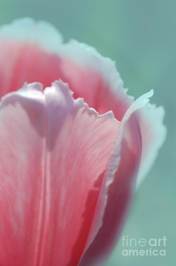 Tulip Frills Photograph by Elaine Manley