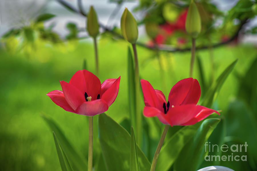 Tulip Full Bloom by Rojomon George