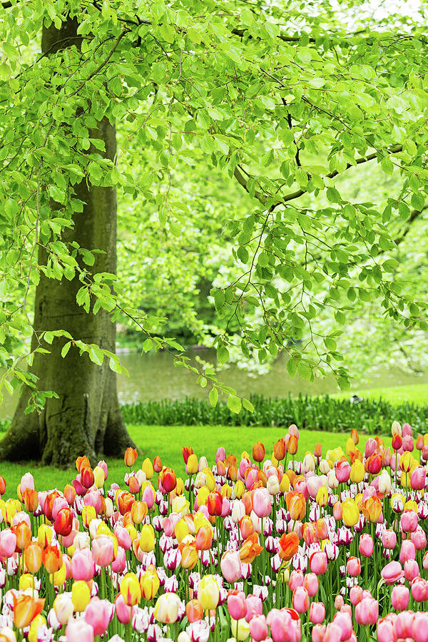 Tulip Garden - Amsterdam Photograph by Melanie Alexandra Price