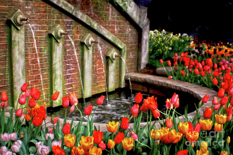 Tulip Garden at Water Fountain Photograph by Sandy Moulder
