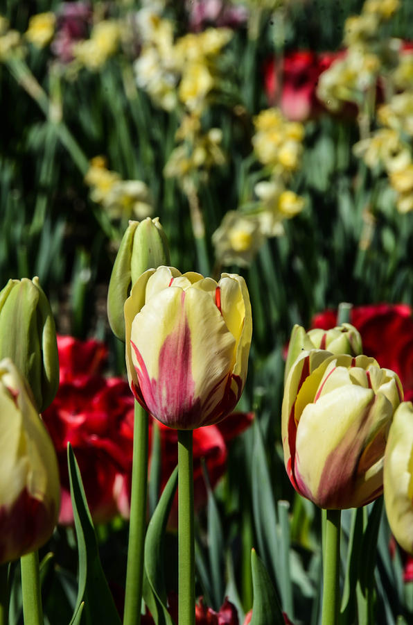 Tulip Garden Photograph by Chuck Brown