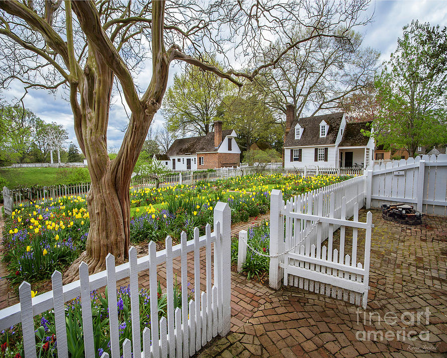Tulip Photograph - Tulip Garden Colonial Williamsburg  by Karen Jorstad