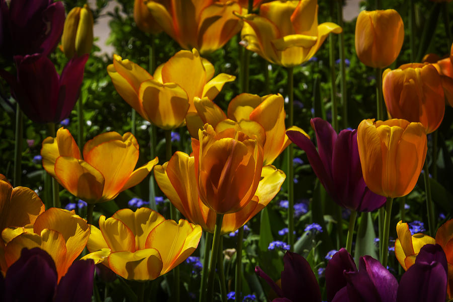 Tulip Garden Photograph By Garry Gay Fine Art America