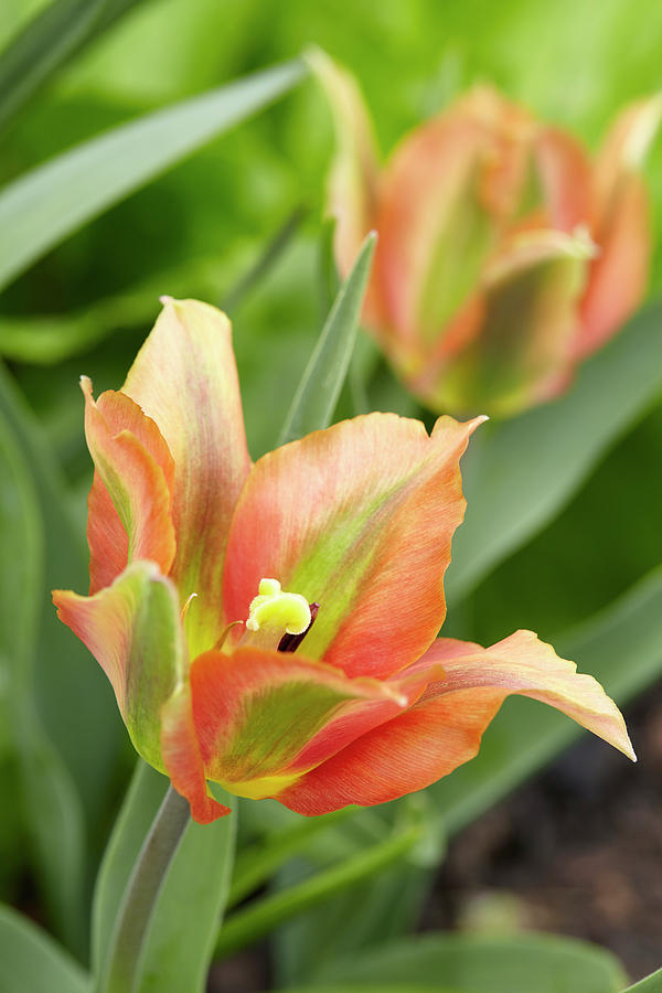 Tulip Photograph by Garden Gate
