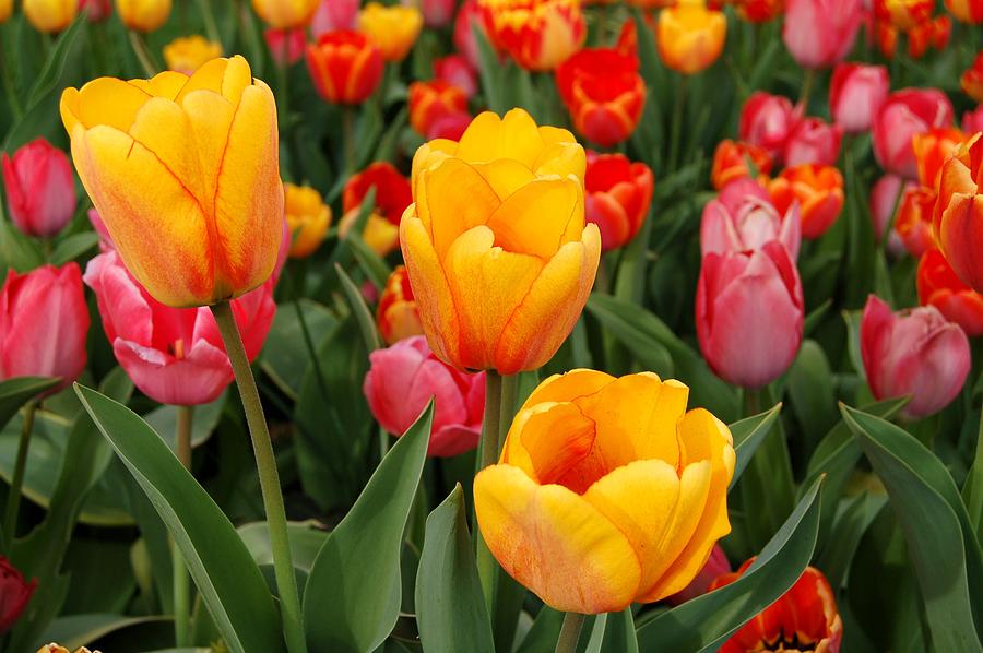 Tulip Garden Photograph by Jeri Murphy - Fine Art America