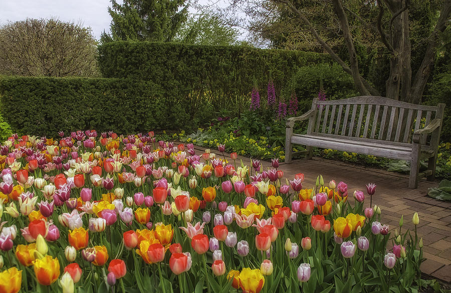 Tulip Garden Photograph by Julie Palencia