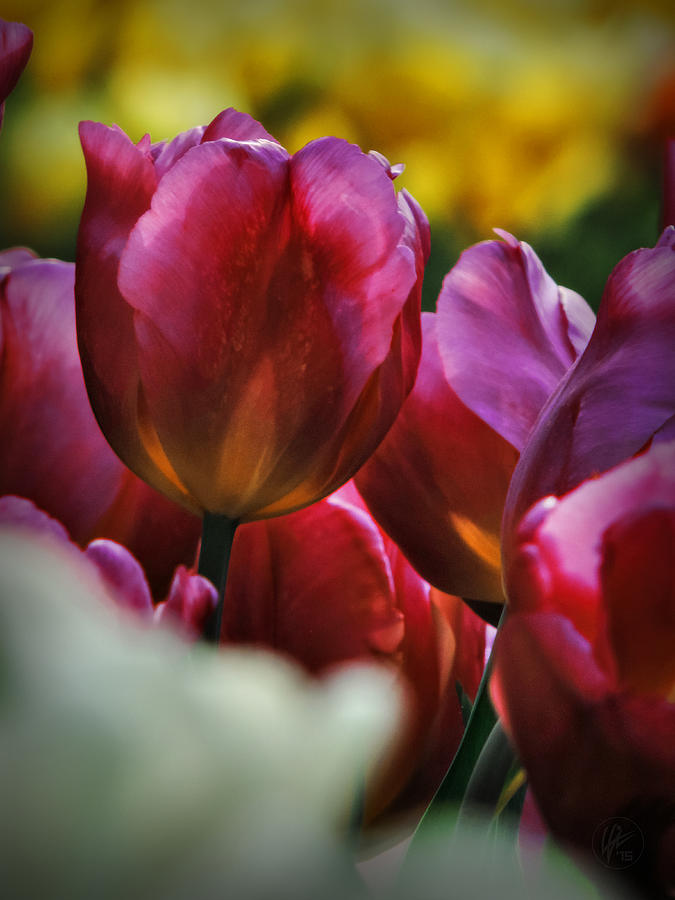 Tulip Photograph - Tulip Garden Macro 001 by Lance Vaughn
