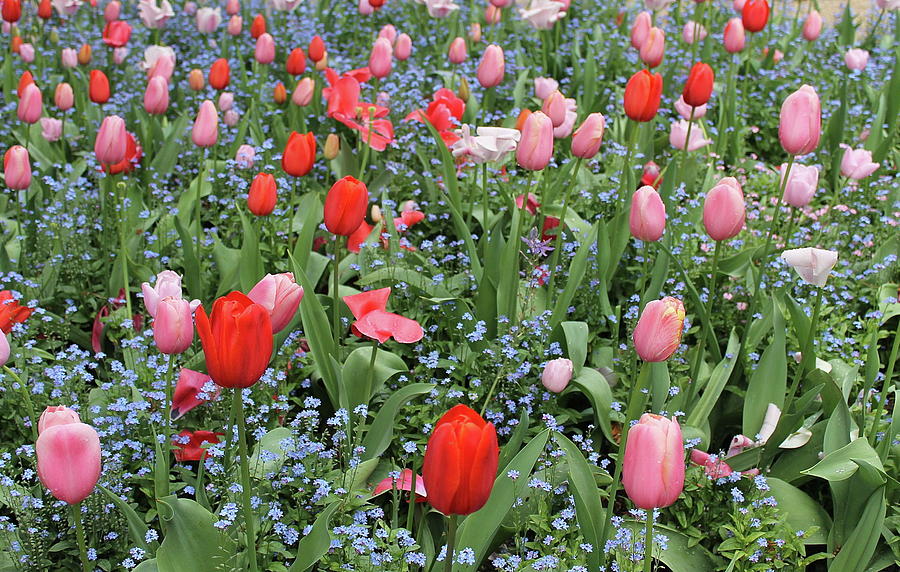 Tulip garden Photograph by Maria Preibsch | Fine Art America