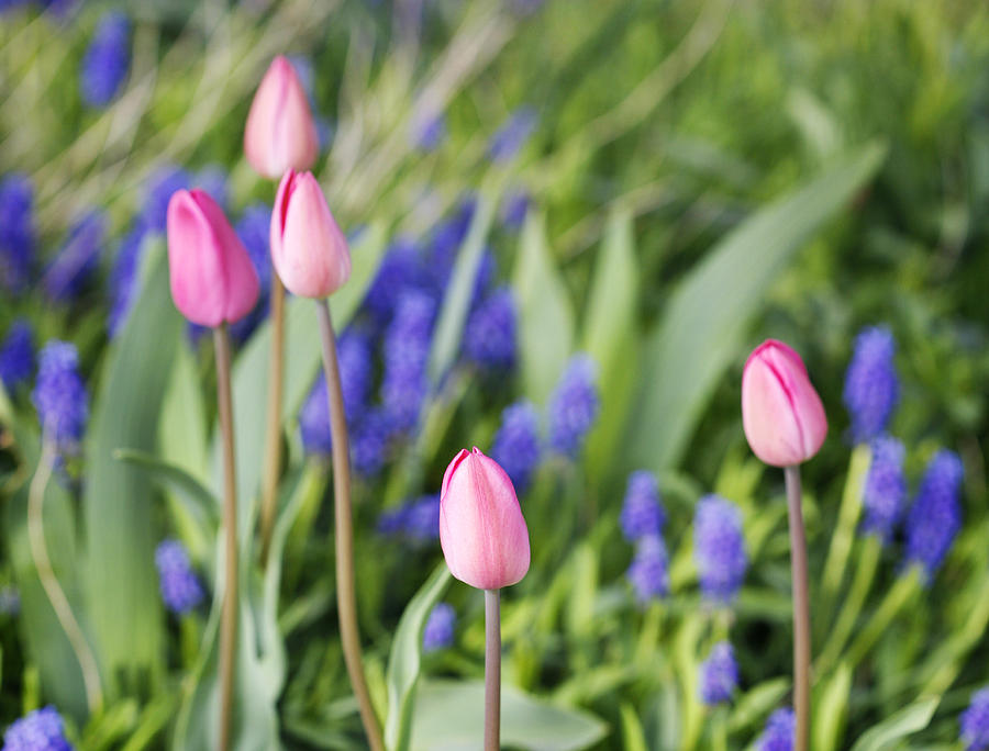 Tulip Garden Photograph by Marilyn Hunt