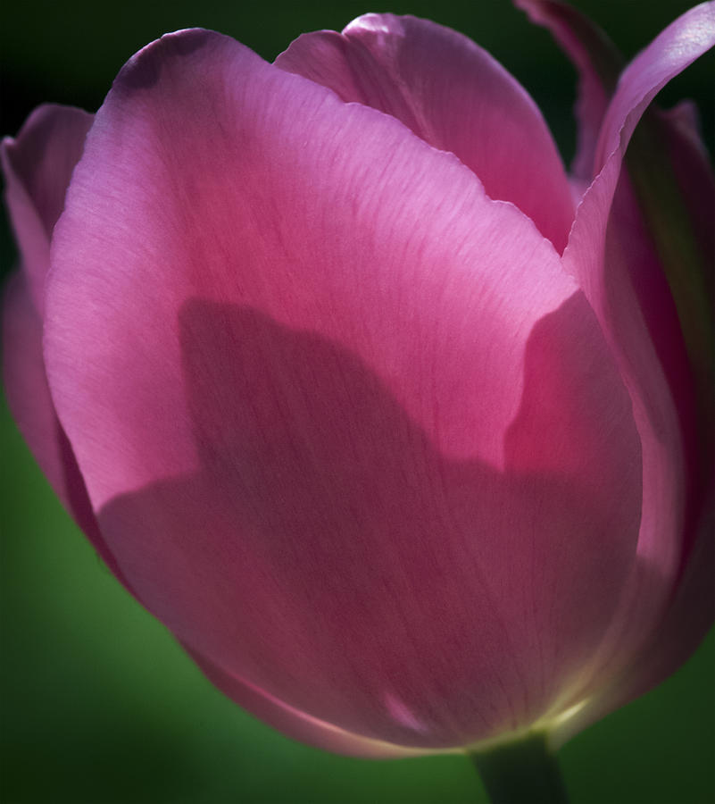 Tulip Geometry Photograph