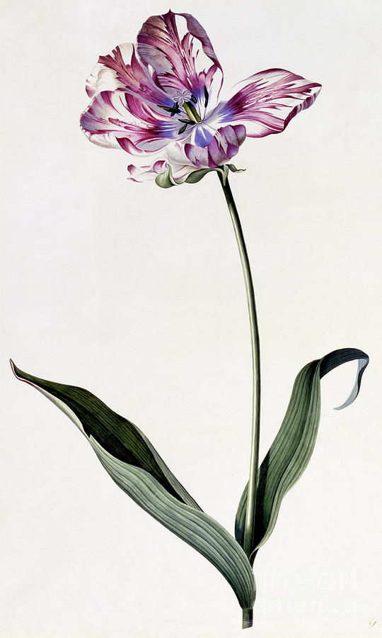 Georg Dionysius Ehret Painting - Tulip by Georg Dionysius Ehret