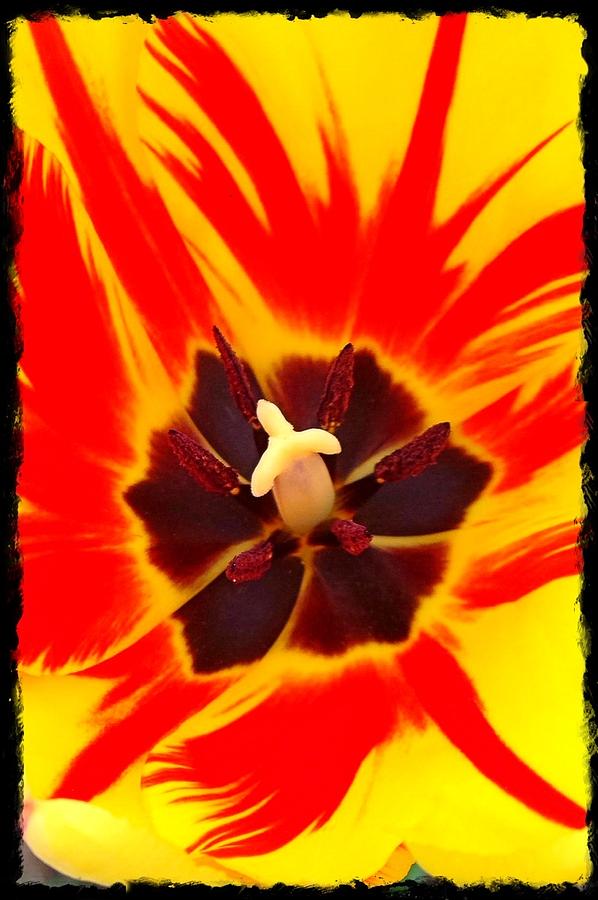 Tulip Photograph by Gini Moore