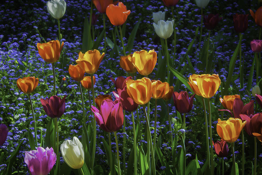 Tulip Glow Photograph By Garry Gay Fine Art America