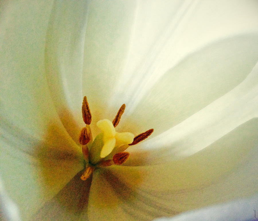 Tulip Glow Photograph by Gwyn Newcombe