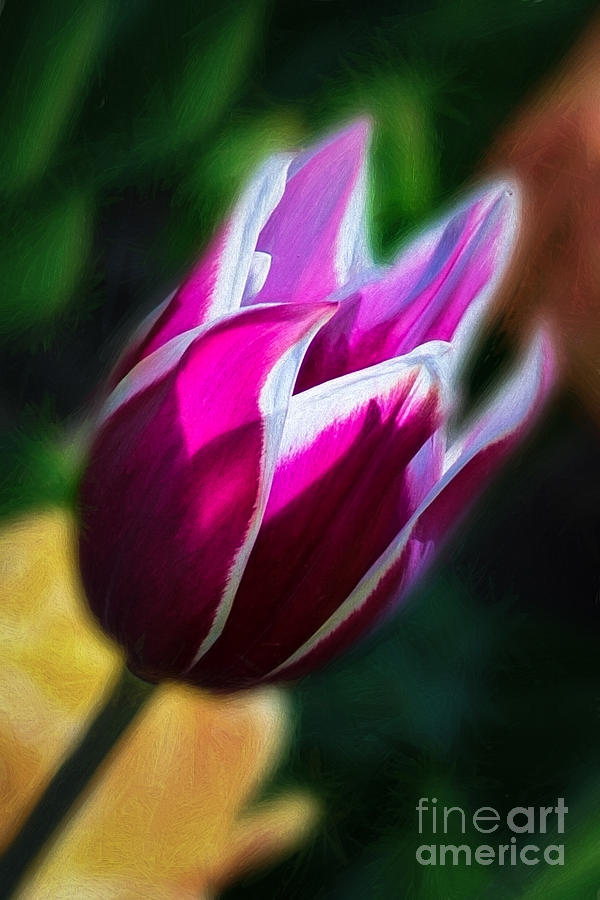Tulip glow Photograph by Izet Kapetanovic