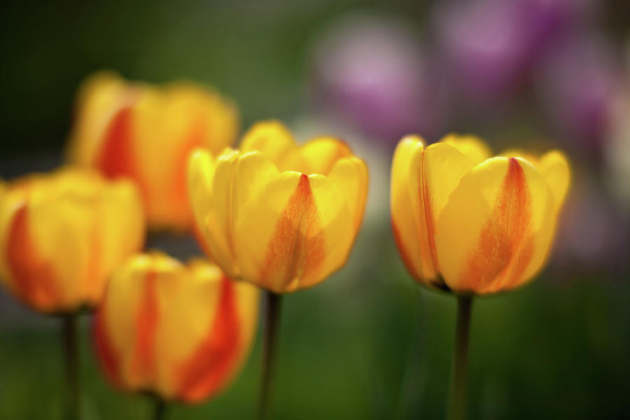 Tulip Glow Photograph by Mike Reid - Pixels