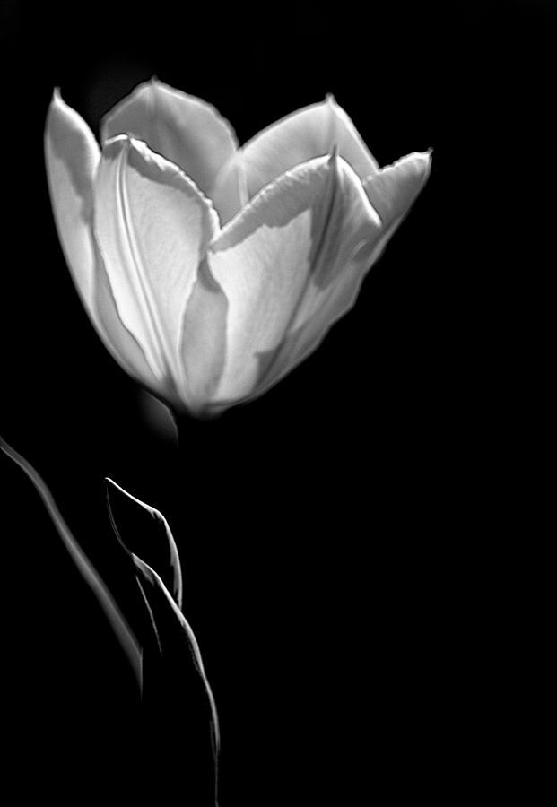 Tulip I Black and White Photograph by Joan Han