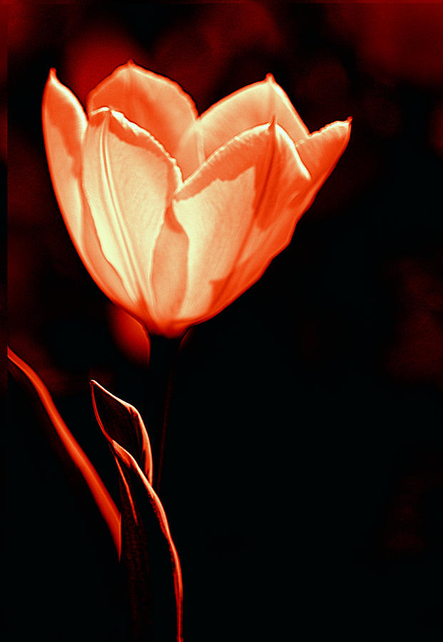 Tulip I Orange on Black Photograph by Joan Han