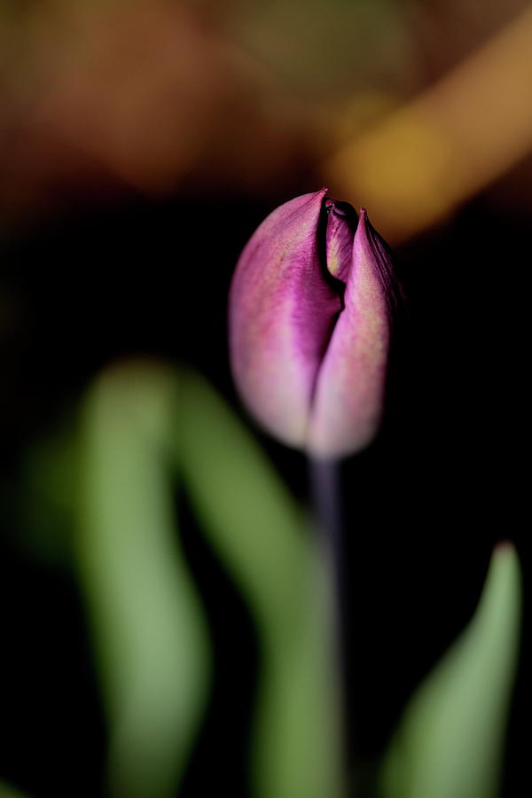 Tulip Photograph by Ian Sanders