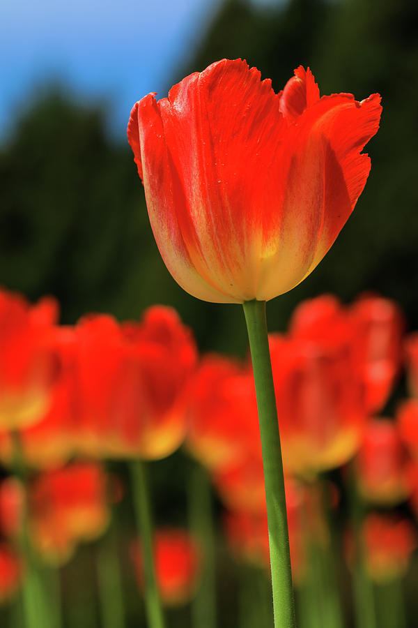 tulip II Photograph by Hyuntae Kim