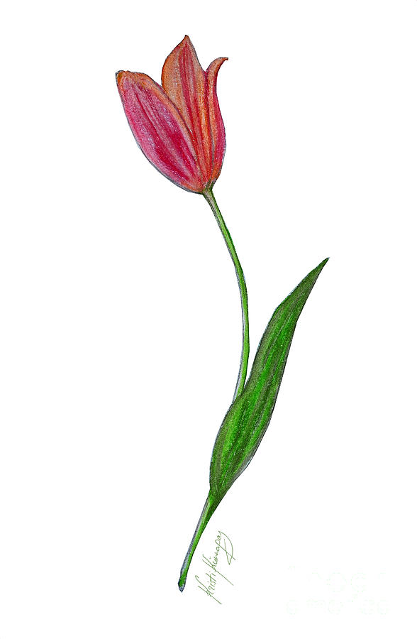 Summer Painting - Tulip I by Kristi Kunnapas