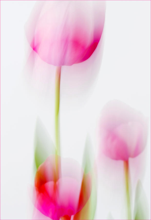 Tulip Impressions  Photograph by Diane Fifield
