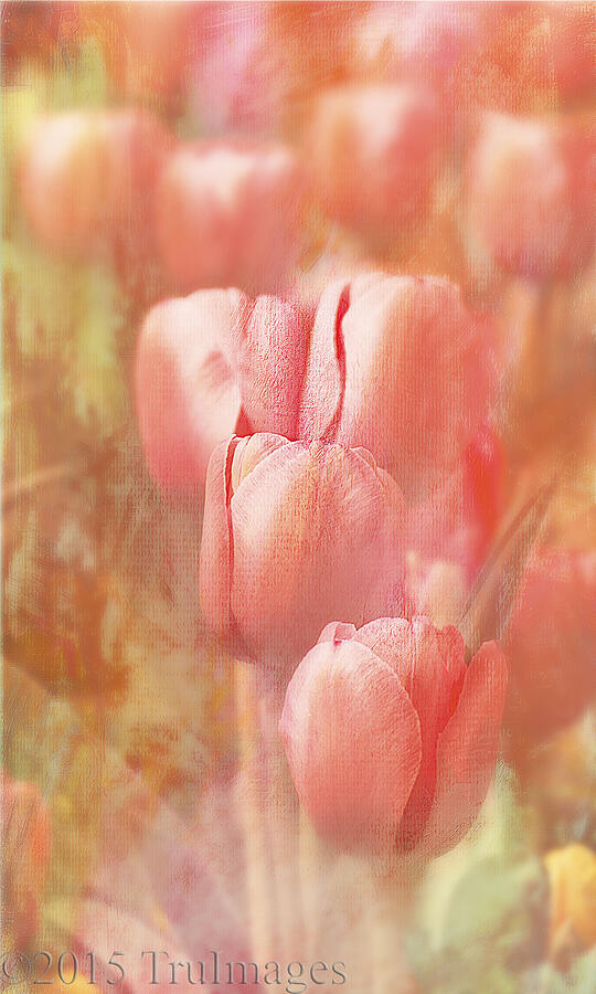 Tulip Impressions II Photograph by TruImages Photography