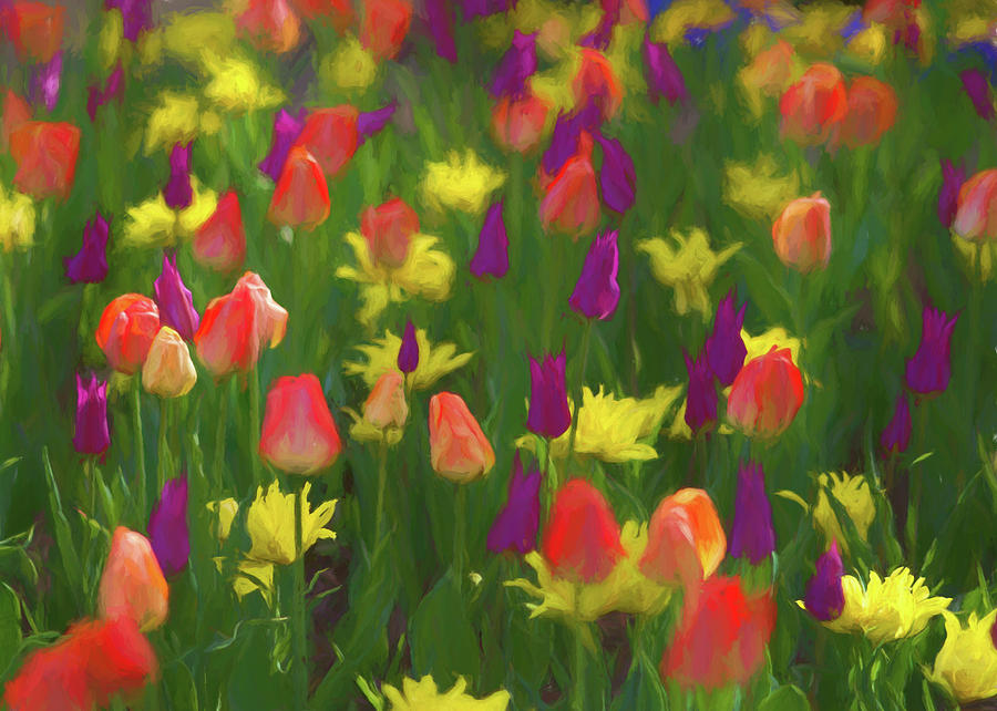 Tulip Impressions Photograph by Lindley Johnson