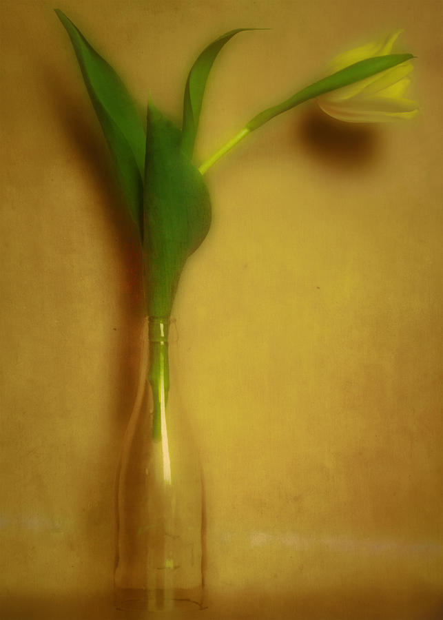 Bottle Photograph - Tulip in a Bottle by Hal Halli