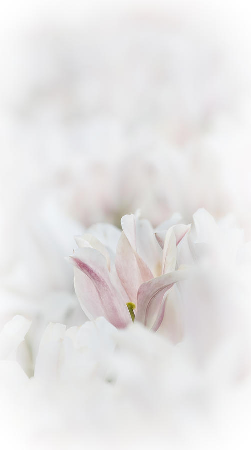 Tulip In A Sea Of White Photograph by Wes and Dotty Weber