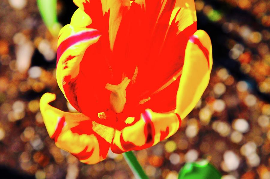 Nature Photograph - Tulip In Anchorage by Joe Burns