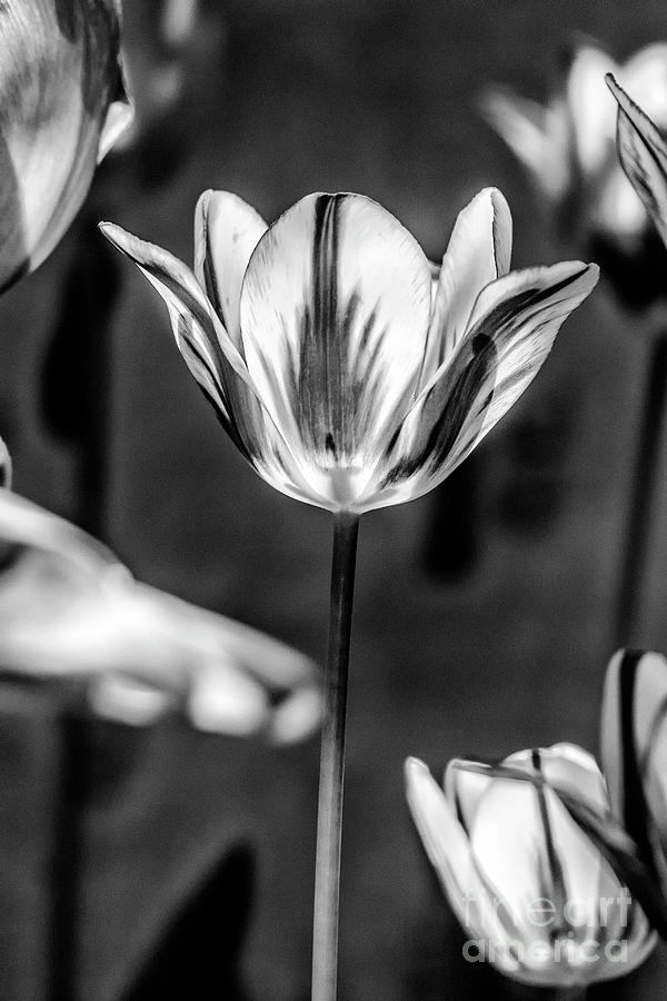 Tulip In B And W Photograph By Odon Czintos | Fine Art America