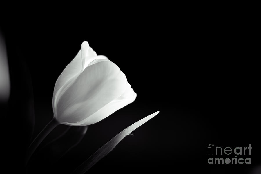 Tulip in Black and White Photograph by Cheryl Baxter