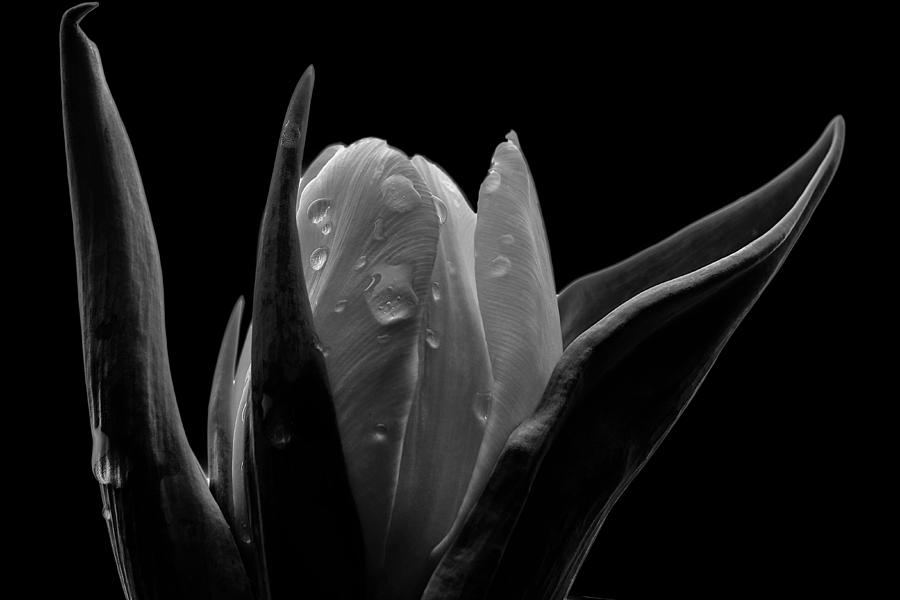 Tulip in Black and White Creative Edit Photograph by David Haskett II