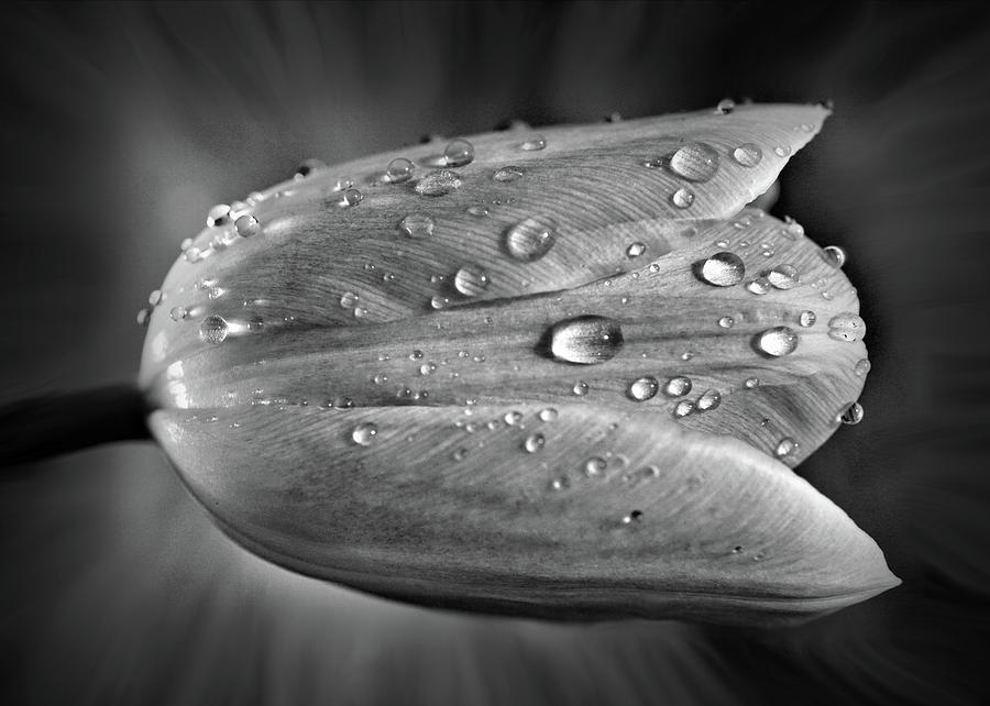 Tulip In Black And White Photograph