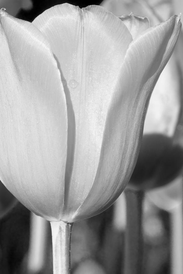 Tulip In Black And White Photograph