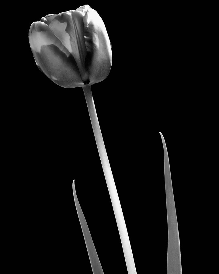Tulip in Black and White Photograph by Ross Powell