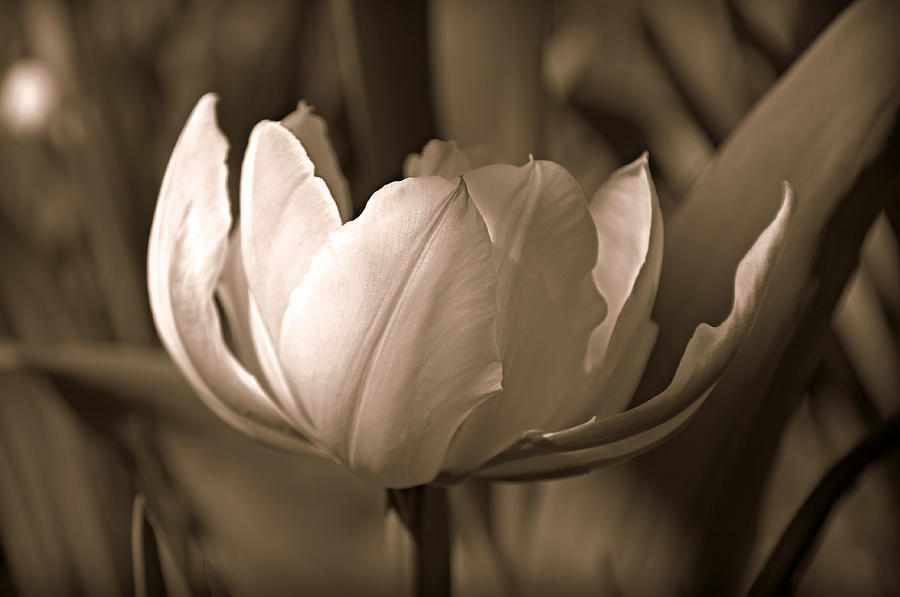 Tulip in Sepia Photograph by KATIE Vigil