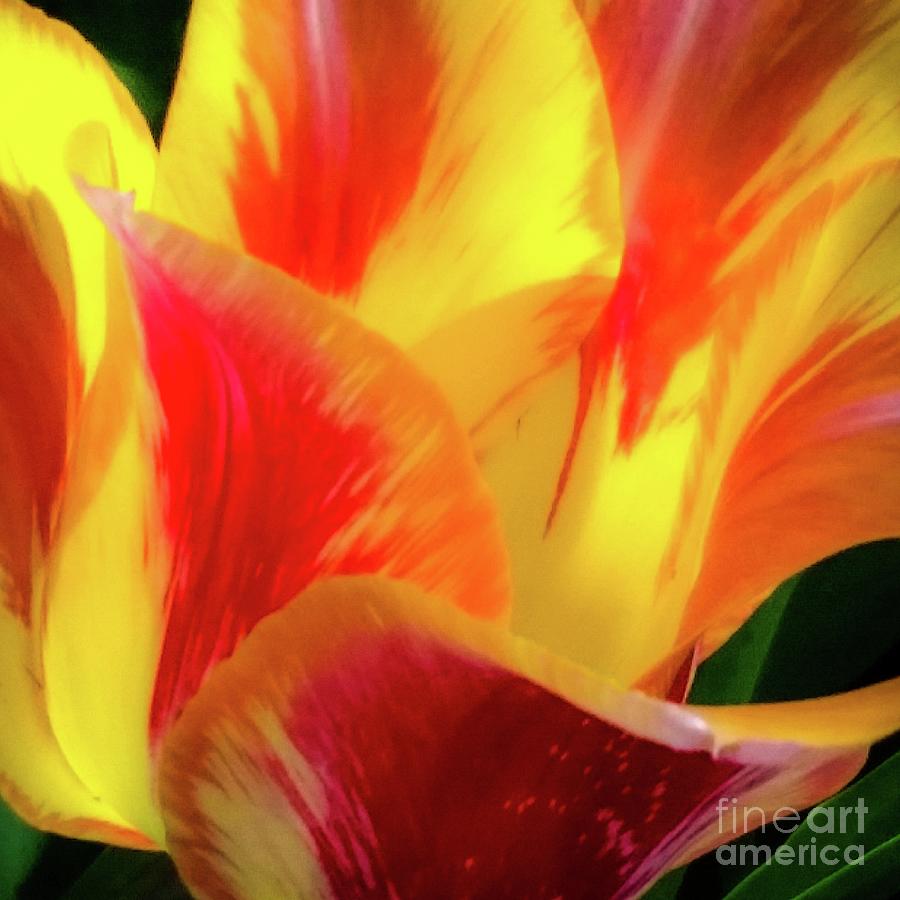 Tulip Photograph - Tulip in Bloom by D Davila