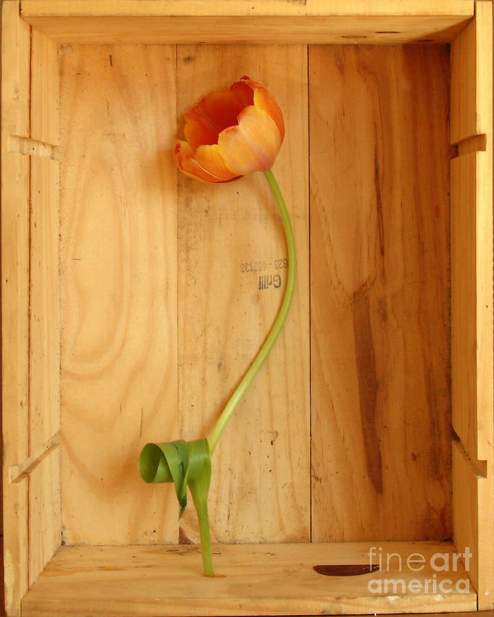 Tulip In Box Study 7 Photograph by Georgia Sheron
