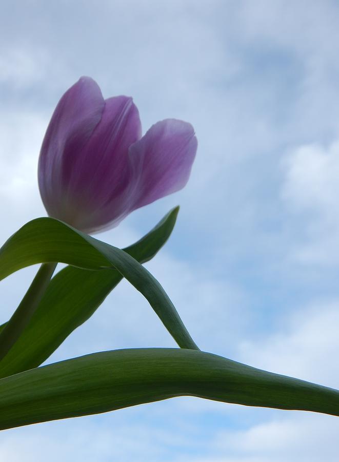 Tulip In Clouds Photograph by Gallery Of Hope 