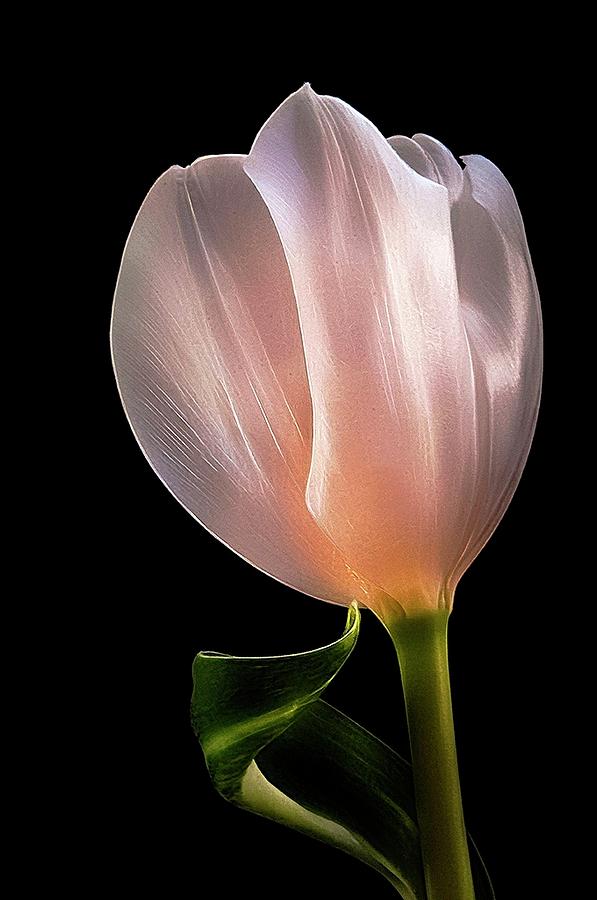 Tulip in LIght Photograph by Phyllis Meinke