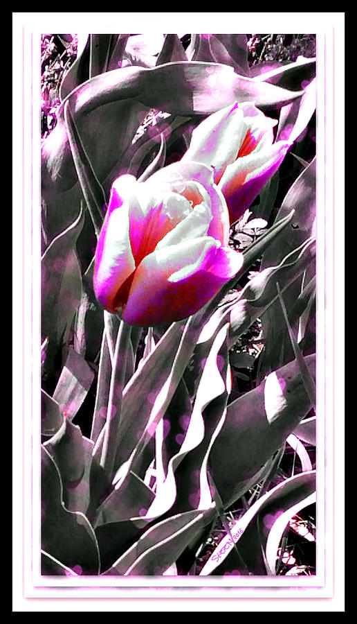 Tulip in Magenta Digital Art by Christine Nichols